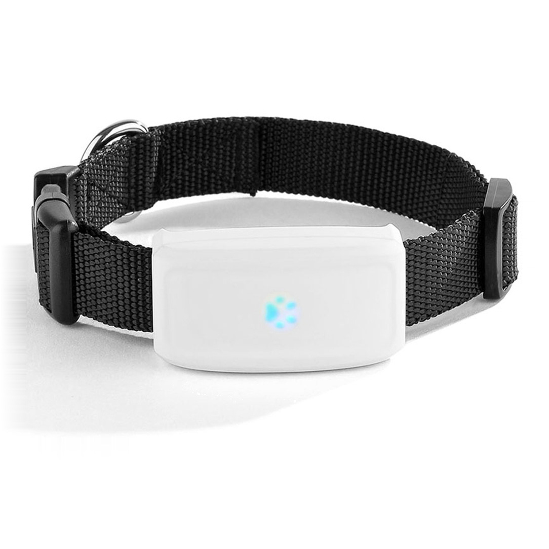 Obroża śledząca z GPS